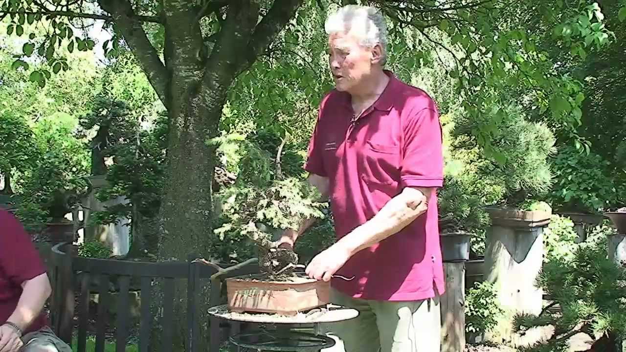 Bonsai - Walter Pall - Stilformen bei Bonsai