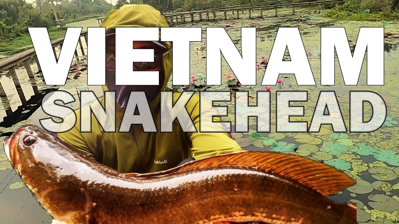VIETNAM ADVENTURE SNAKEHEAD FISHING   【ENG sub】#translated　#vietnam #fishing #adventure