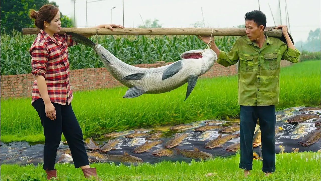 Catching a Giant Catfish in the Middle of Rice Fields — An Incredible Result