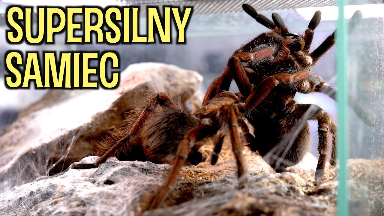 Kopulacja GIGANTÓW! Pamphobeteus sp. mascara