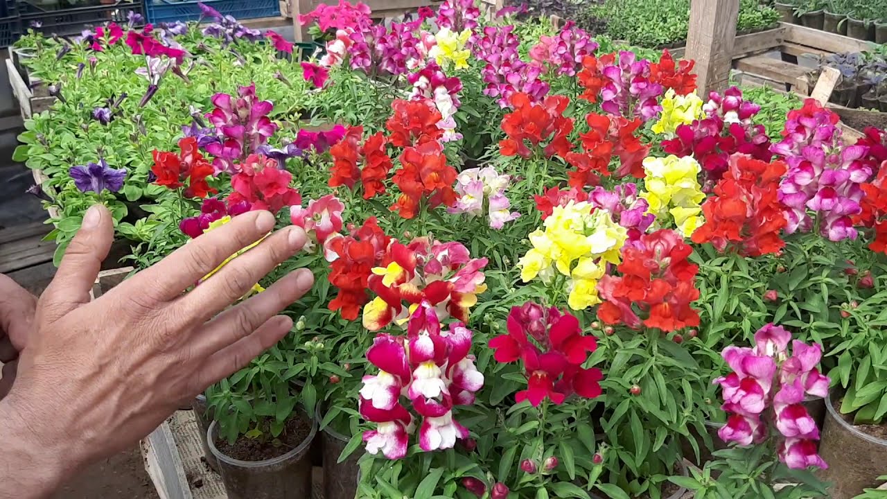 ЛЬВИНЫЙ ЗЕВ БУДЕТ ПЫШНО ЦВЕСТИ ВСЕ ЛЕТО неприхотливые цветы