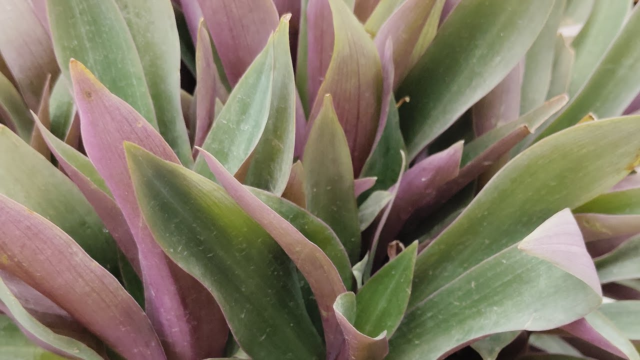 Terrace Gardening With Harish is live