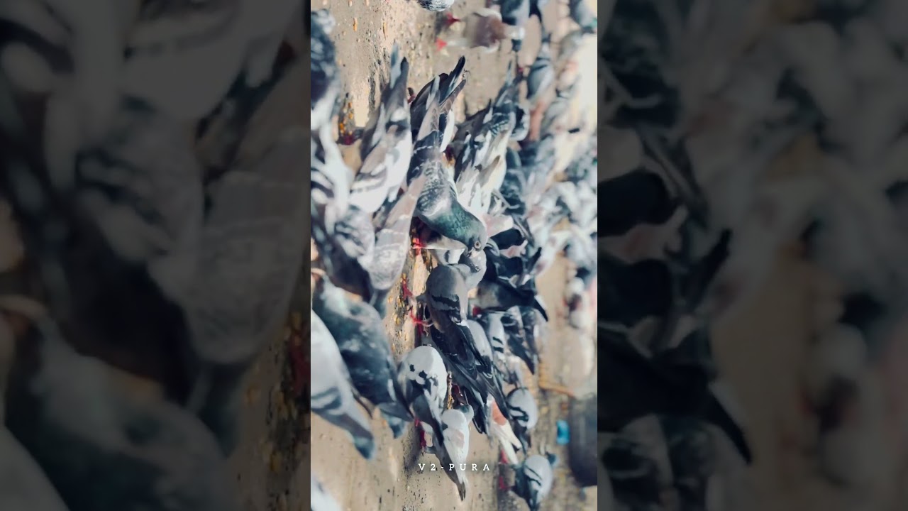 Catching The New Pigeon💥🕊️| #v2pura #thoothukudi #trending #bgm #kgf #pigeon #shorts