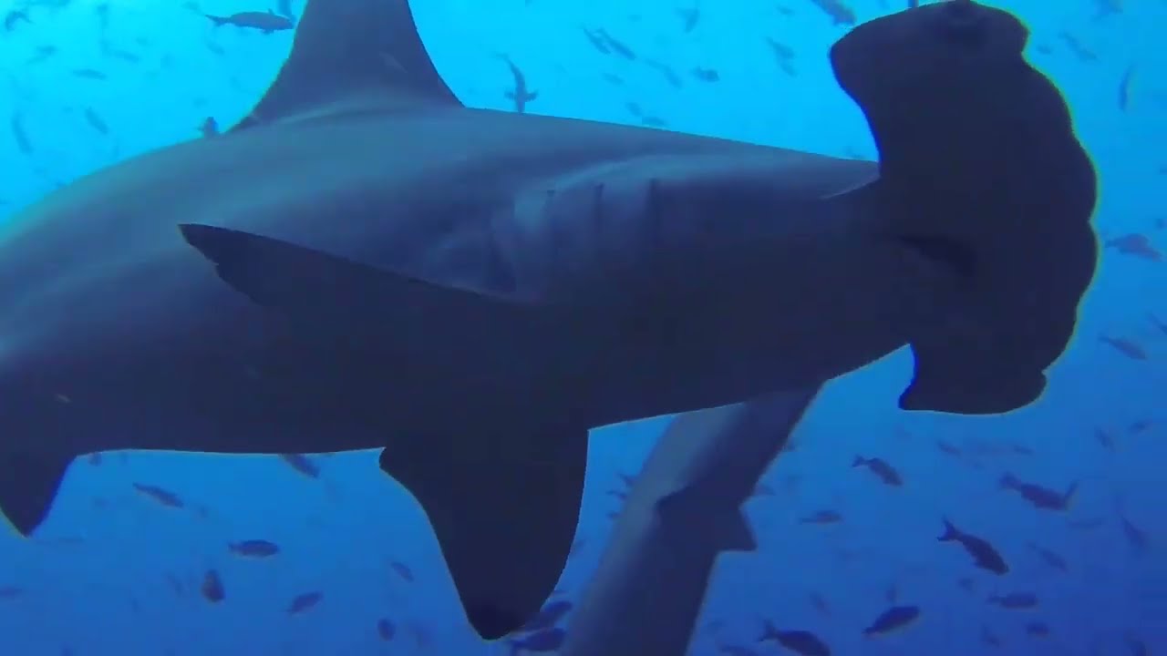 Galapagos Science Center researcher Alex Hearn shares his scuba adventure in Galapagos