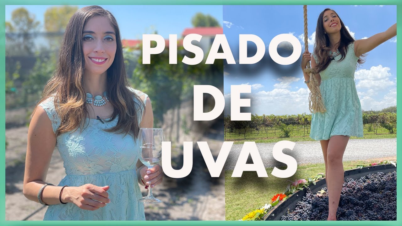 Pisado de uvas y Vendimia en Querétaro / Ale Toledano