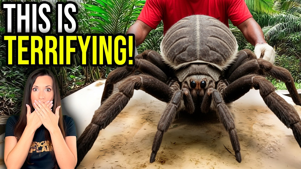 The REAL Truth Behind The Giant J&rsquo;Ba Fofi Spider Of Congo
