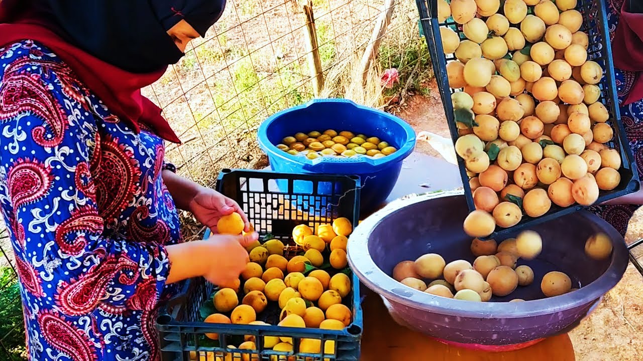موسم المشمش 🇩🇿 لاول مرة اسهل طريقة لتجفيف المشمش وتخزينه لرمضان المقبل  مع عمل أطباق لذيذة جدا