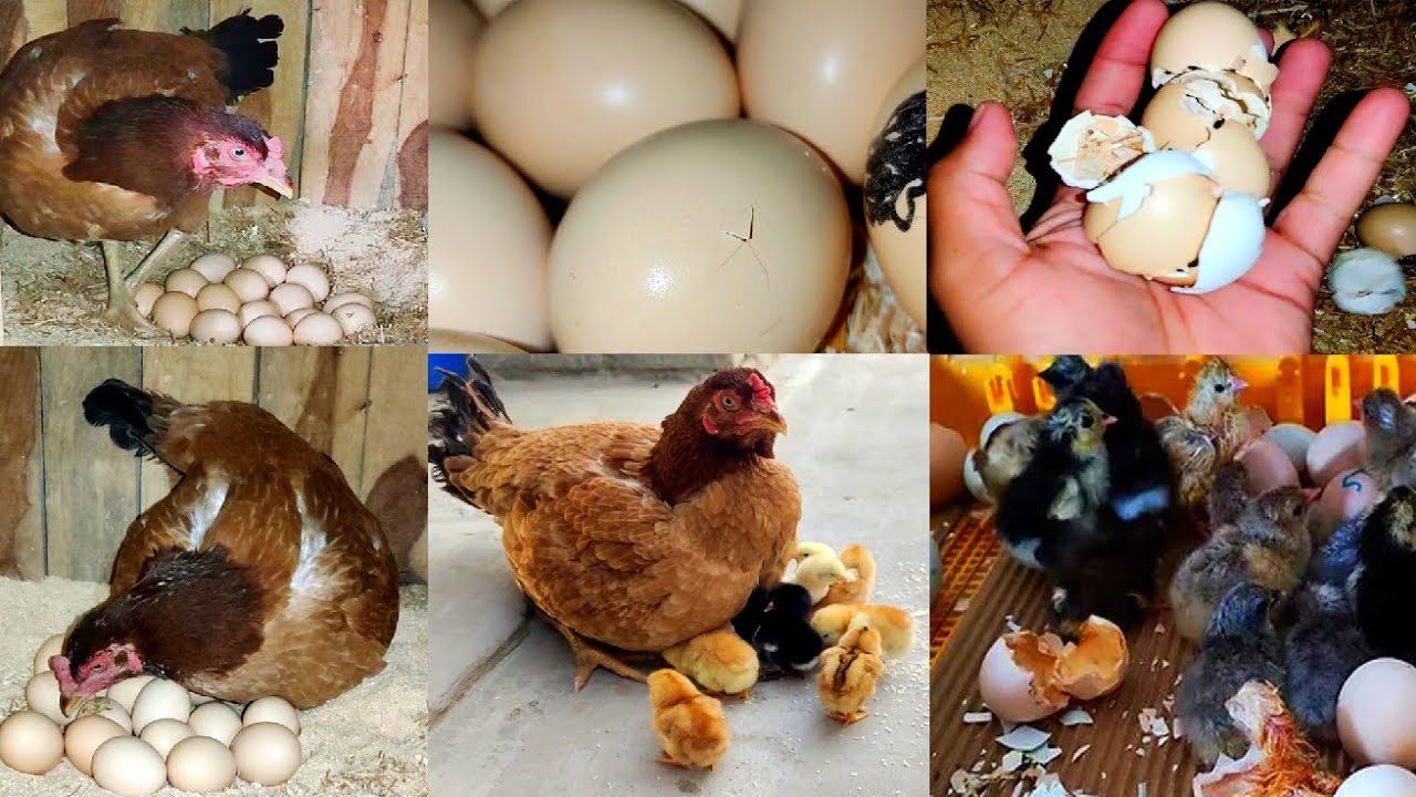 Aseel hen hatching eggs || hen naturally hatched the chicks from eggs