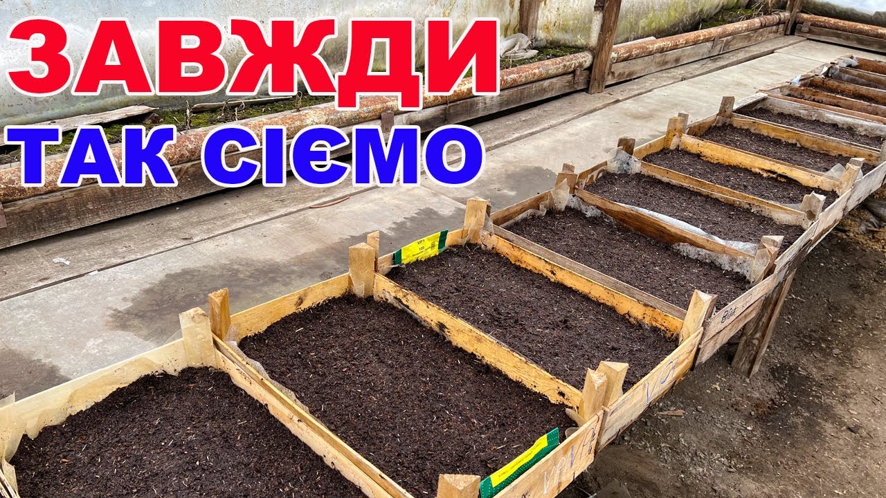 Як сіяти помідори, баклажани і перець  на розсаду ?
