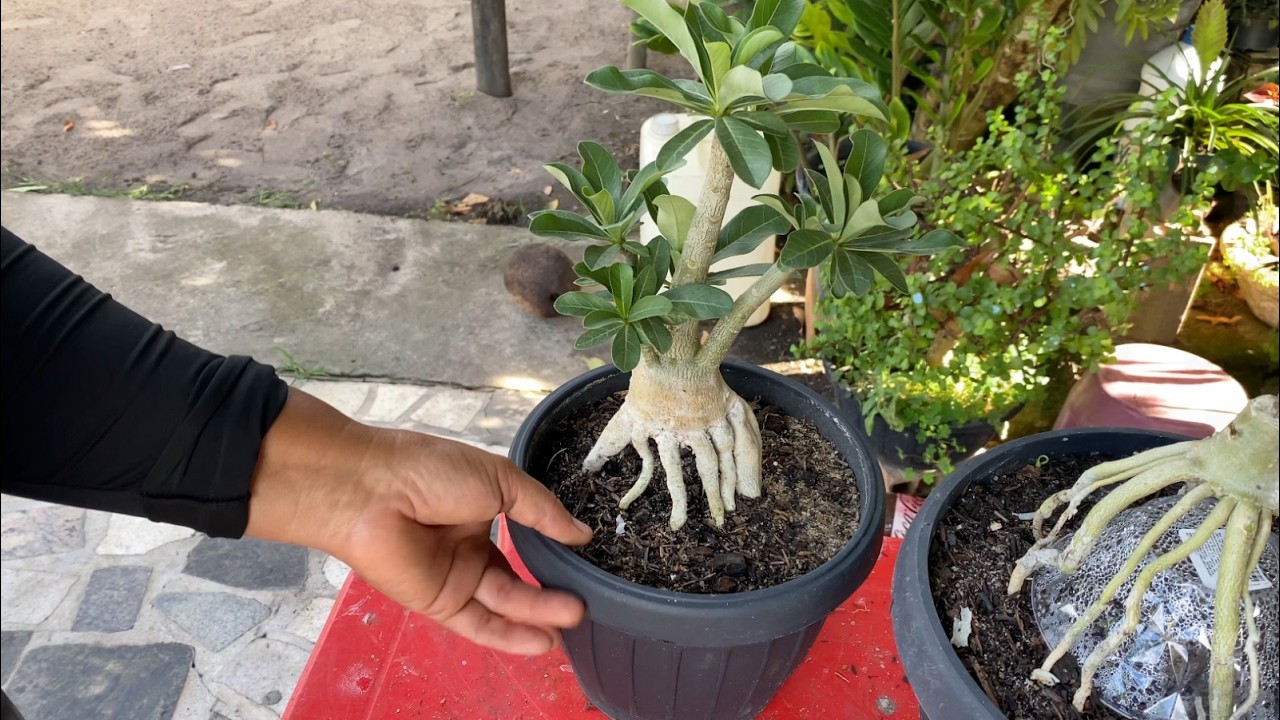 APRENDA FAZER A FAMOSA RAIZ ARANHA NA SUA ROSA DO DESERTO