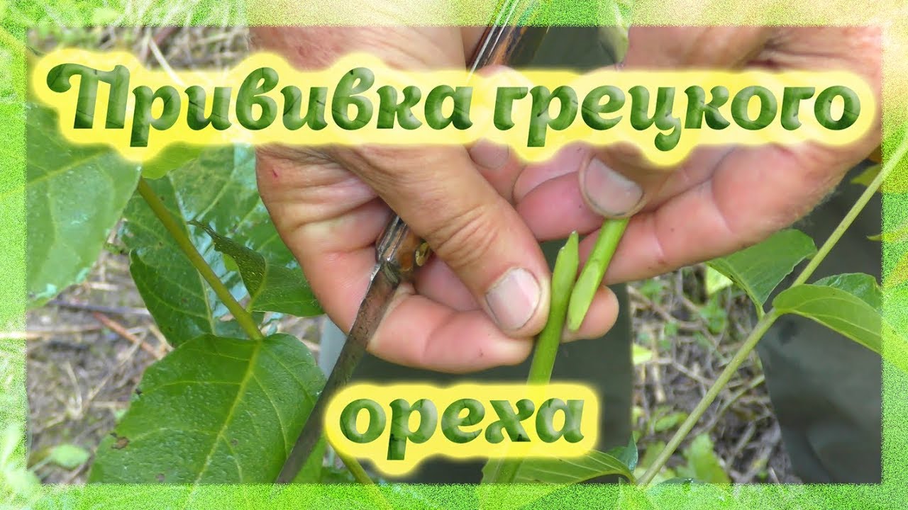 Методы прививки Грецкого ореха. Walnut grafting methods.