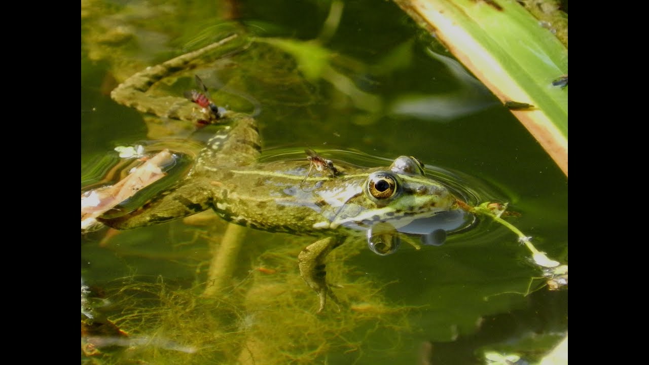 Grenouille verte (pelophylax)