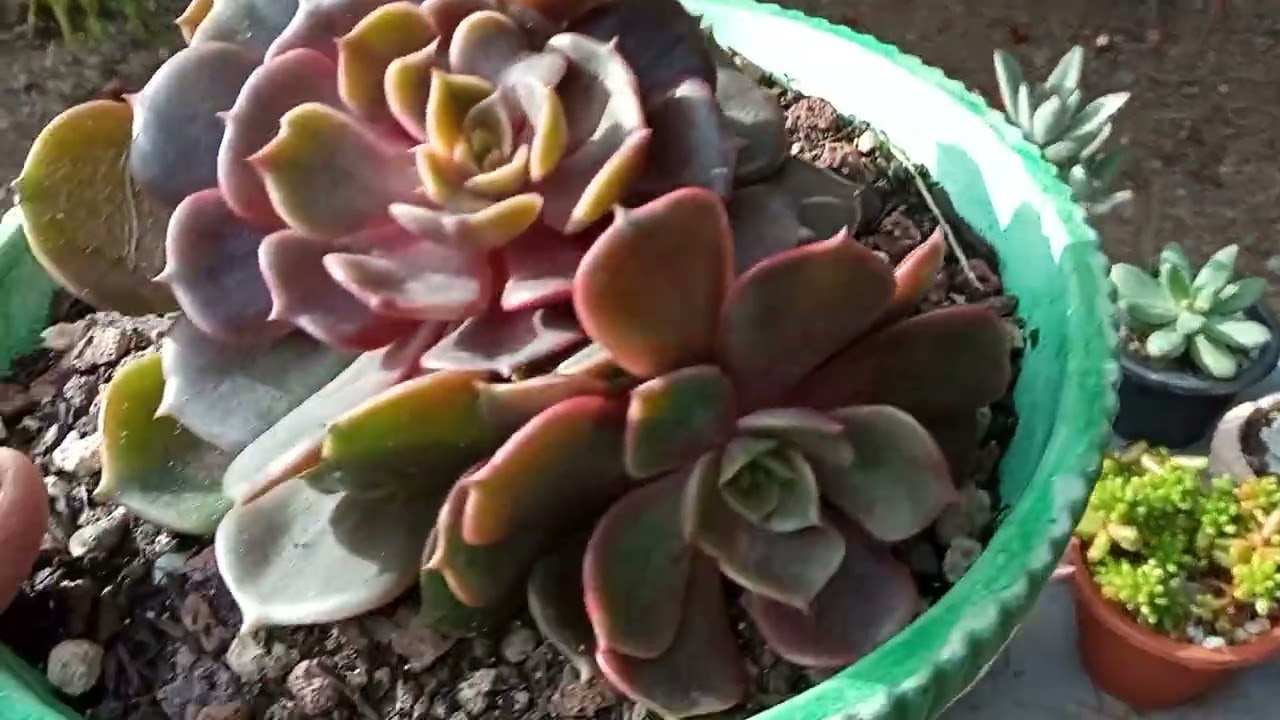3canales para un reto y Tour por mi jardinn de Suculentas 🥰🥰🥰