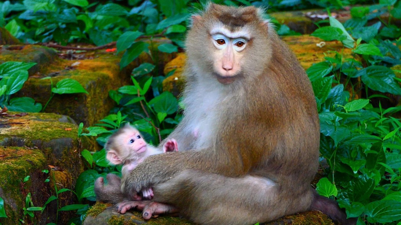 Female monkey Rose with baby