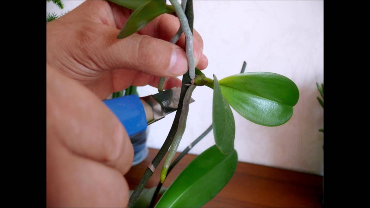 ОРХИДЕЯ . РАЗМНОЖЕНИЕ ОРХИДЕИ  : 4СПОСОБА . #ЧЕРЕНКОВАНИЕ #СЕМЕНА  #ДЕТКИ #ДЕЛЕНИЕ #oldenburgru #3