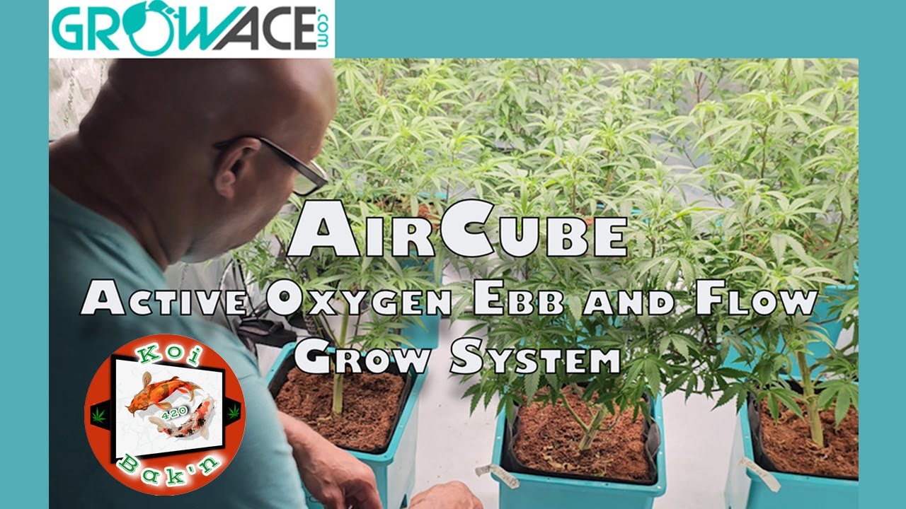 Growace AirCube Active Oxygen Ebb and Flow Grow System | Season 3 Ep 5
