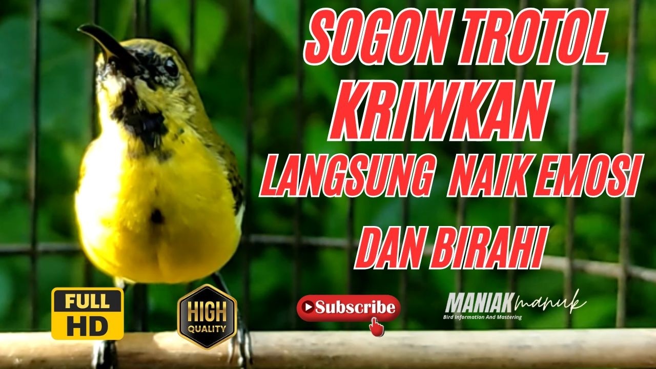 SOGON TROTOL GACOR NGLEPER PANCINGAN SOGON IJOAN AGAR BUNYI #58