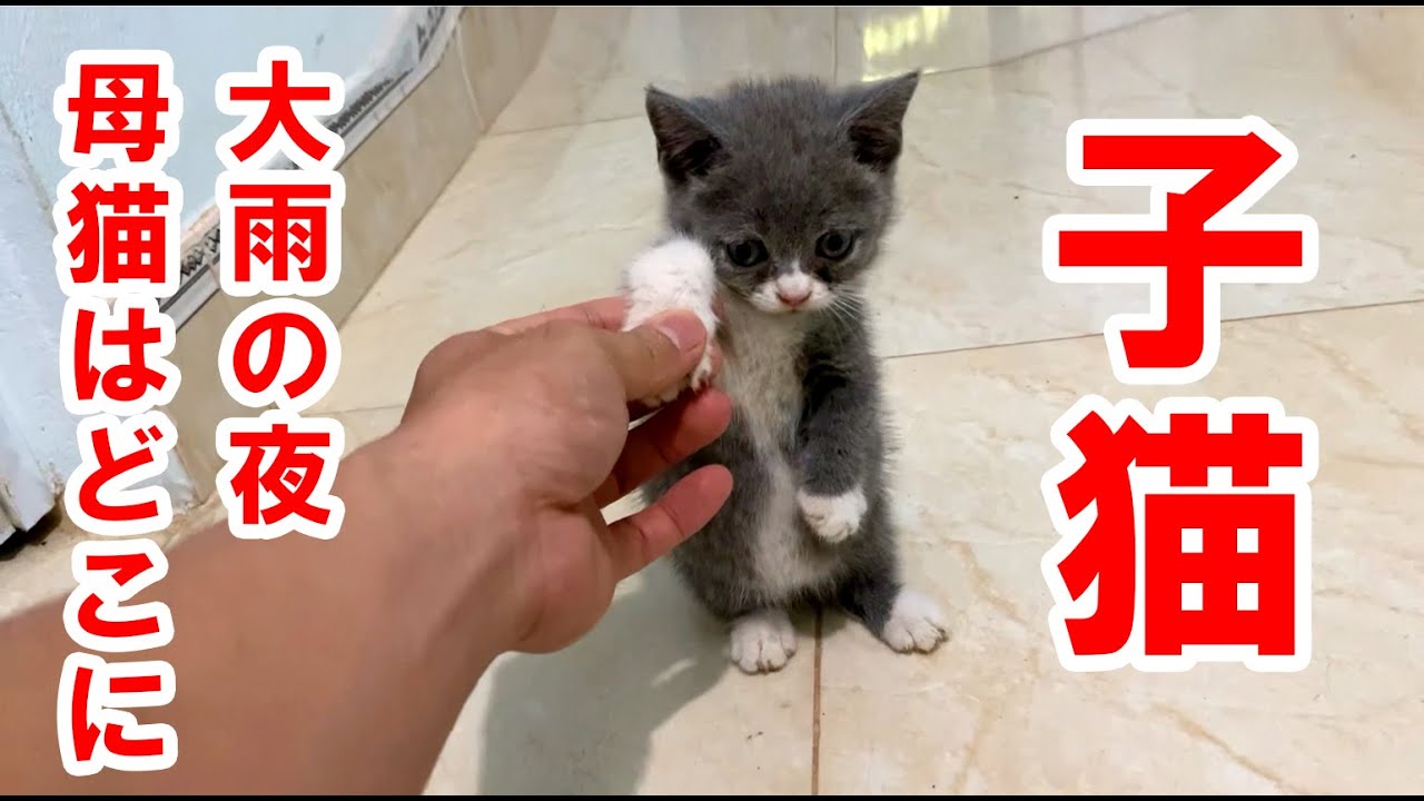玄関にいる野良猫がケガを負っている！？夜中の孤独な子猫が母猫を探して叫んだ結果...