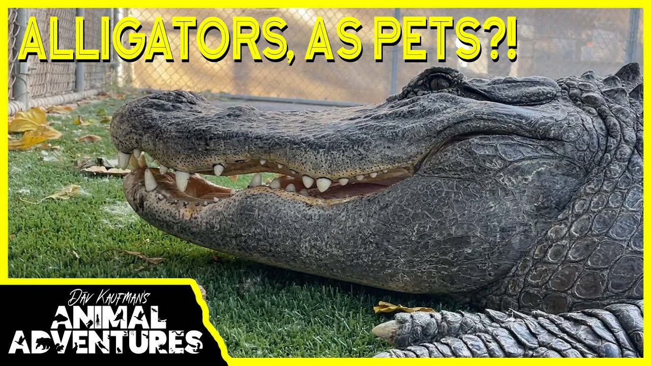 Do Alligators Make Good PETS?!