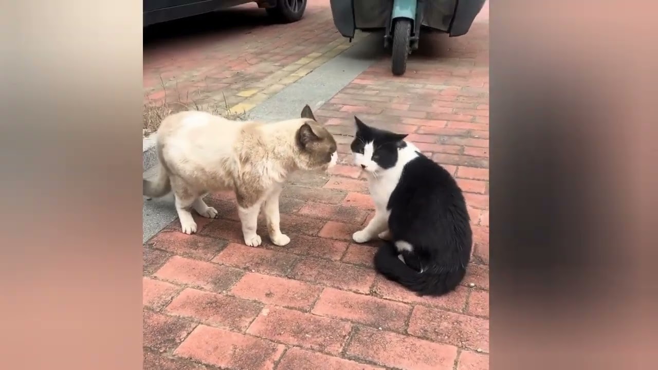 The World of Unruly Cats: Funny, Angry, and Derpy Moments 