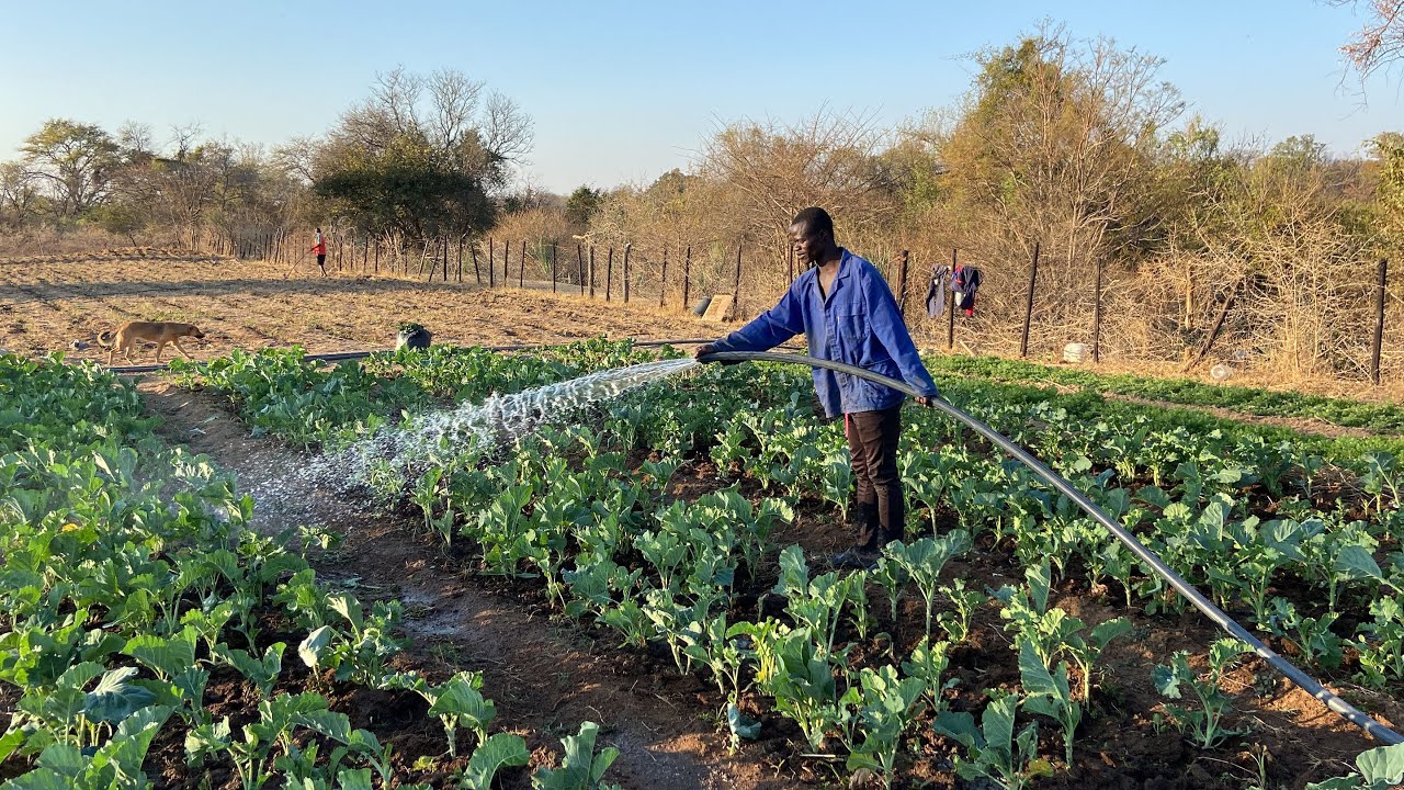 Our farming Journey; vegetable garden in 8 weeks