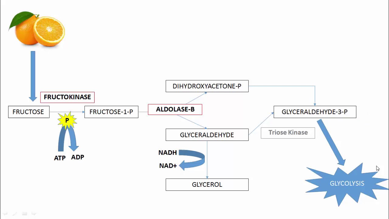 12DaysinMarch, Fructose Metabolism for USMLE Step One