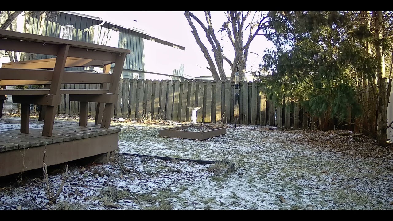 Backyard1