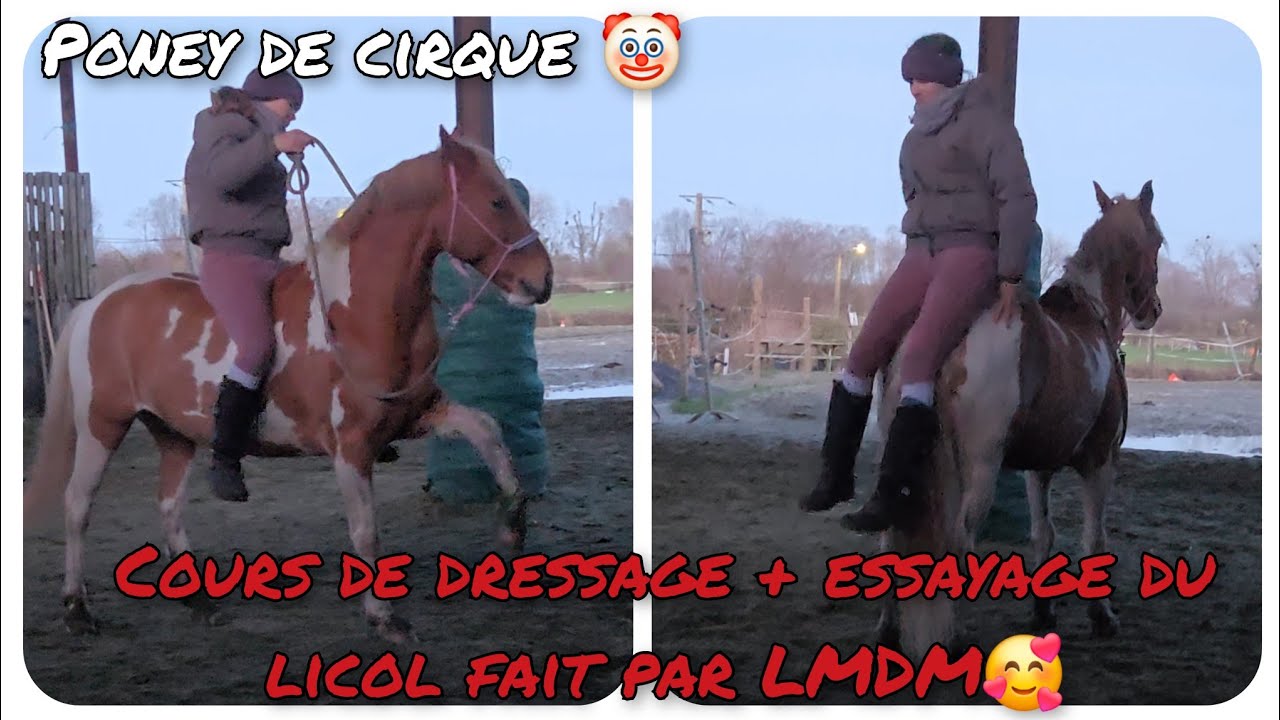 COURS DE DRESSAGE ET MONTE A CRU