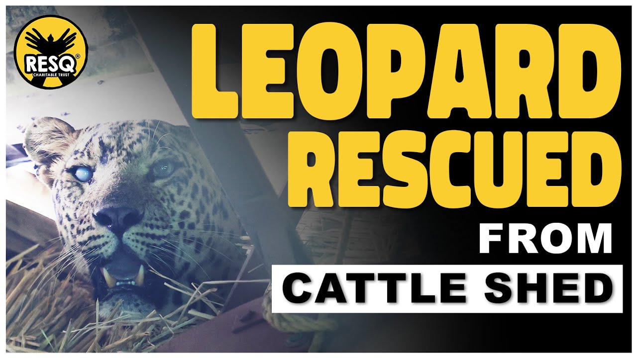 Leopard Rescued from Cattle Shed | bibtya #animalrescue