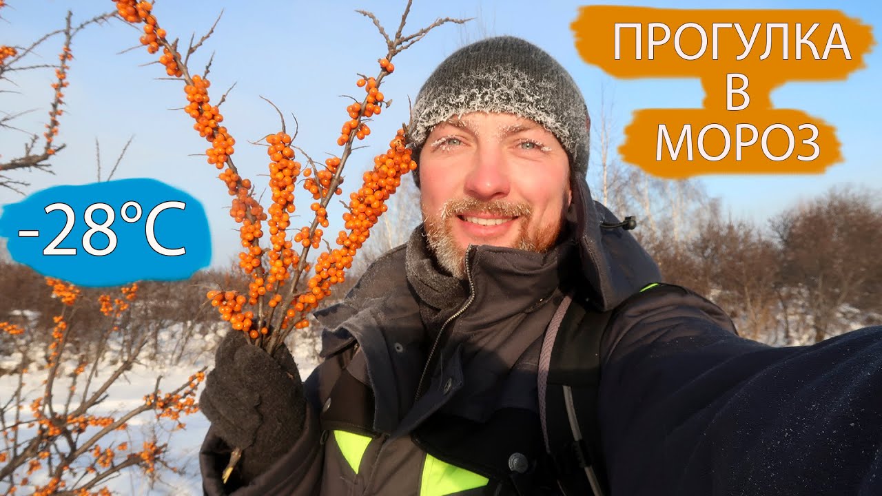 Плантации ОБЛЕПИХИ. Прогулка в МОРОЗ.