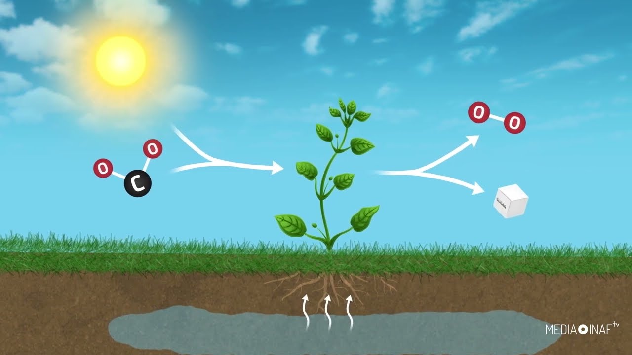 Il ciclo del carbonio dallo spazio, con la sonda Pace