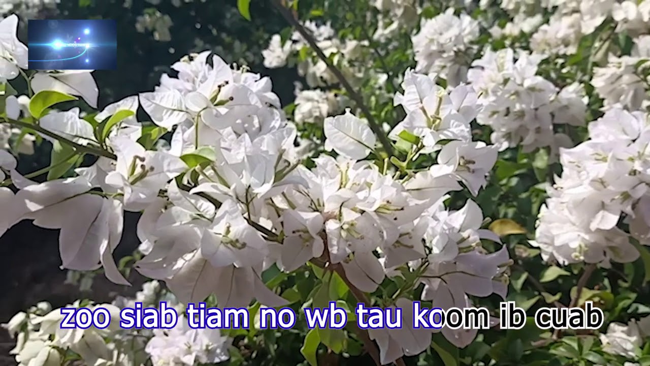zoo siab wb tau lo ua txij nkawm; karaoke; nkauj noog hawj 15/3/2021
