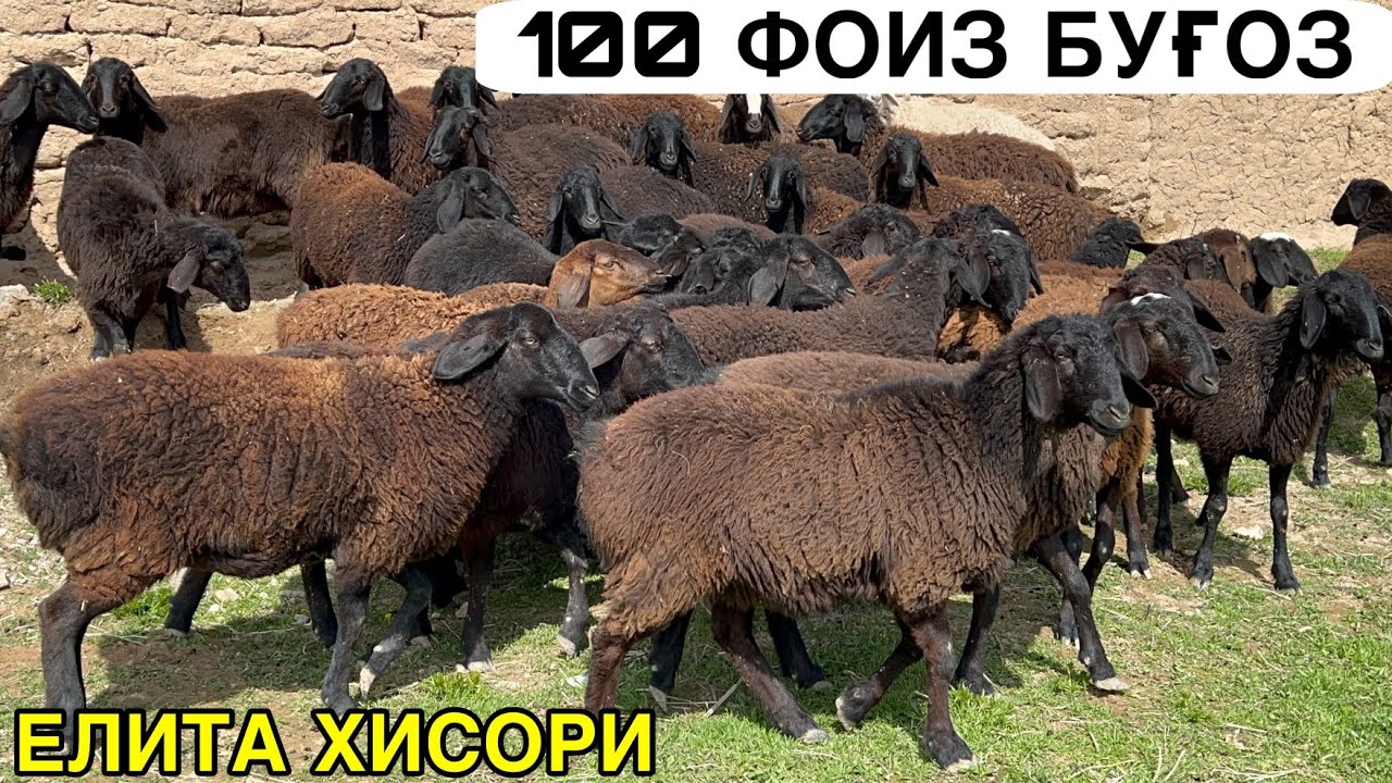 МАНА ЕЛИТА ХИСОРИЛАР. ☎️+998996058118