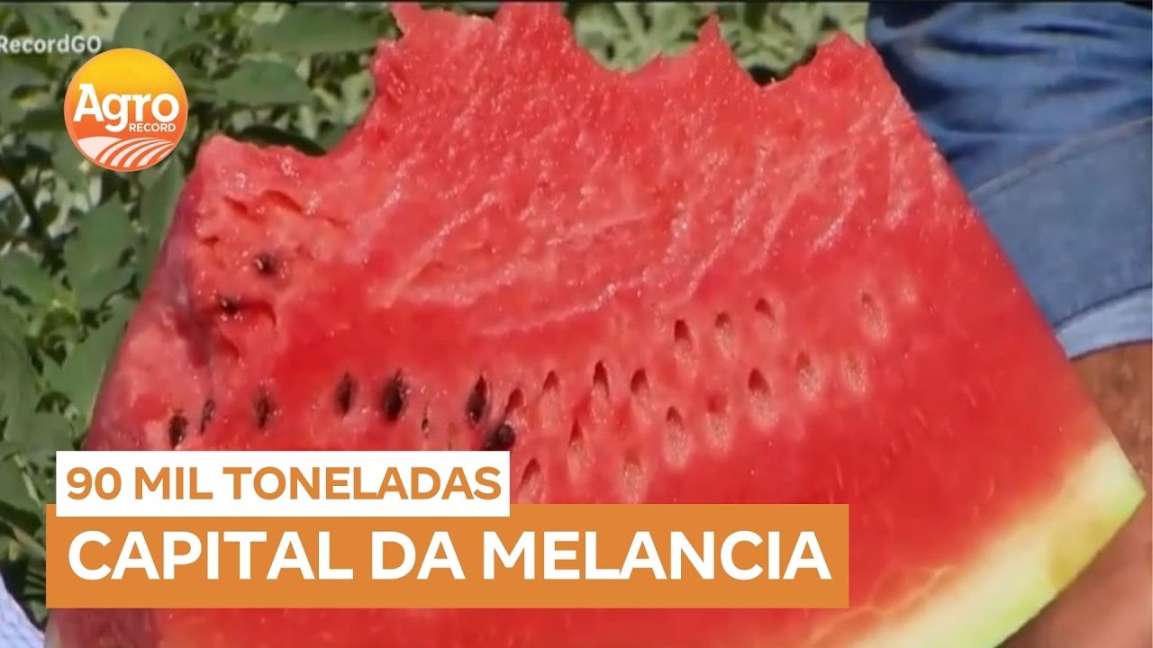 Cidade de Uruana (GO) é reconhecida como a capital da melancia no Brasil
