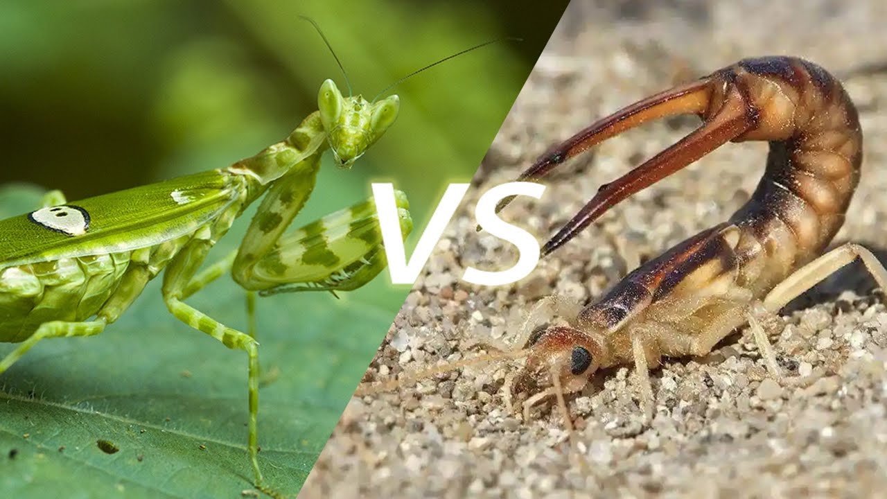 Deadly Insect Battle  Eyespot Mantis vs Riverside Earwig | Battler Bugs #naturefight #epicbattle