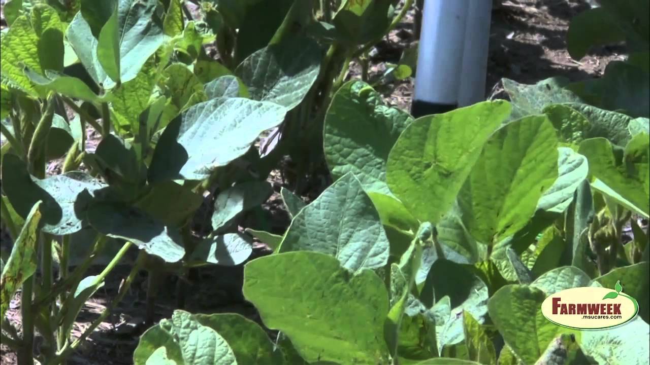 Turnrow Talks - When to turn irrigation on soybeans