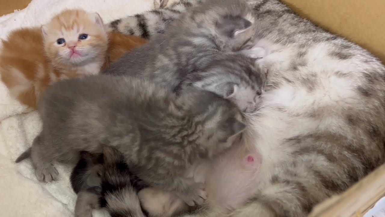 赤ちゃん子猫の『みんなでふみふみ💓🍼』 Baby Kittens Kneading💓
