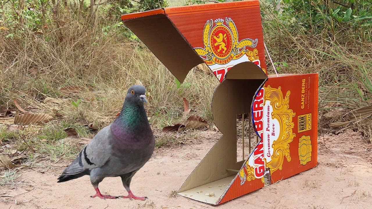 Making An Easy Pigeon Trap Using Paper Box And Woods - Simple Unique Bird Trap