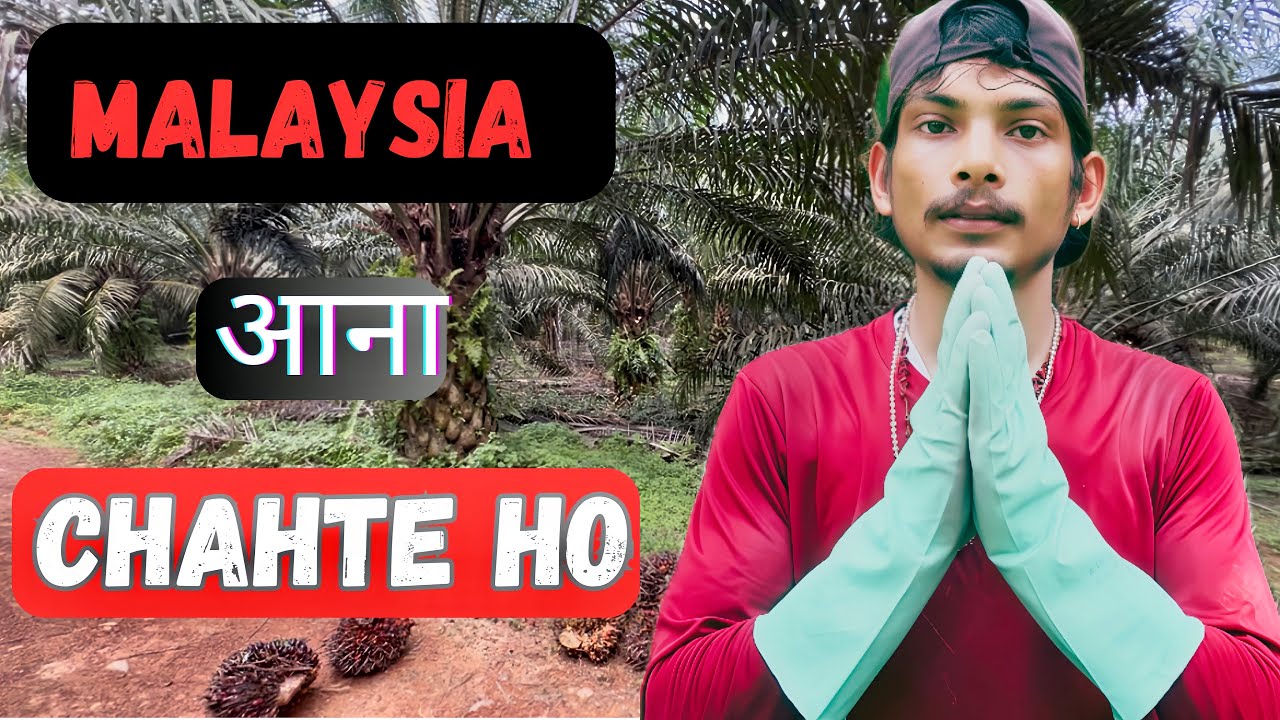 मलेशिया आना चाहते हो//( palm oil ke kam me // #palmoil #farming #video #malaysia #company 