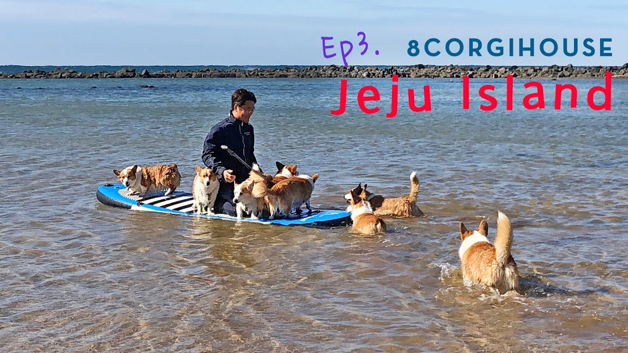 제주 바다에서 패들보드 도전하는 8마리 웰시코기 [제주 EP3] ㅣEight Welsh Corgi Challenges Paddleboard in Jeju Sea [Jeju EP3]