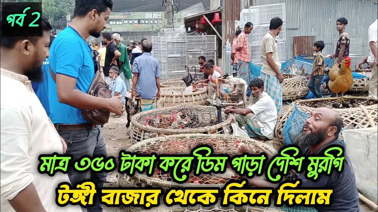মাত্র ৩৫০ টাকা করে ডিম পাড়া দেশি মুরগি, টঙ্গী বাজার থেকে কিনে দিলাম #shakilfarming #বাজারেরমুরগি