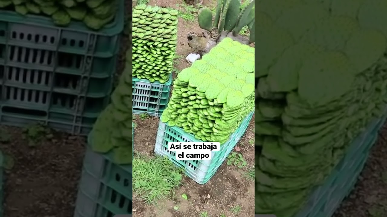 SEMBRANDO NOPAL EN MILPA ALTA