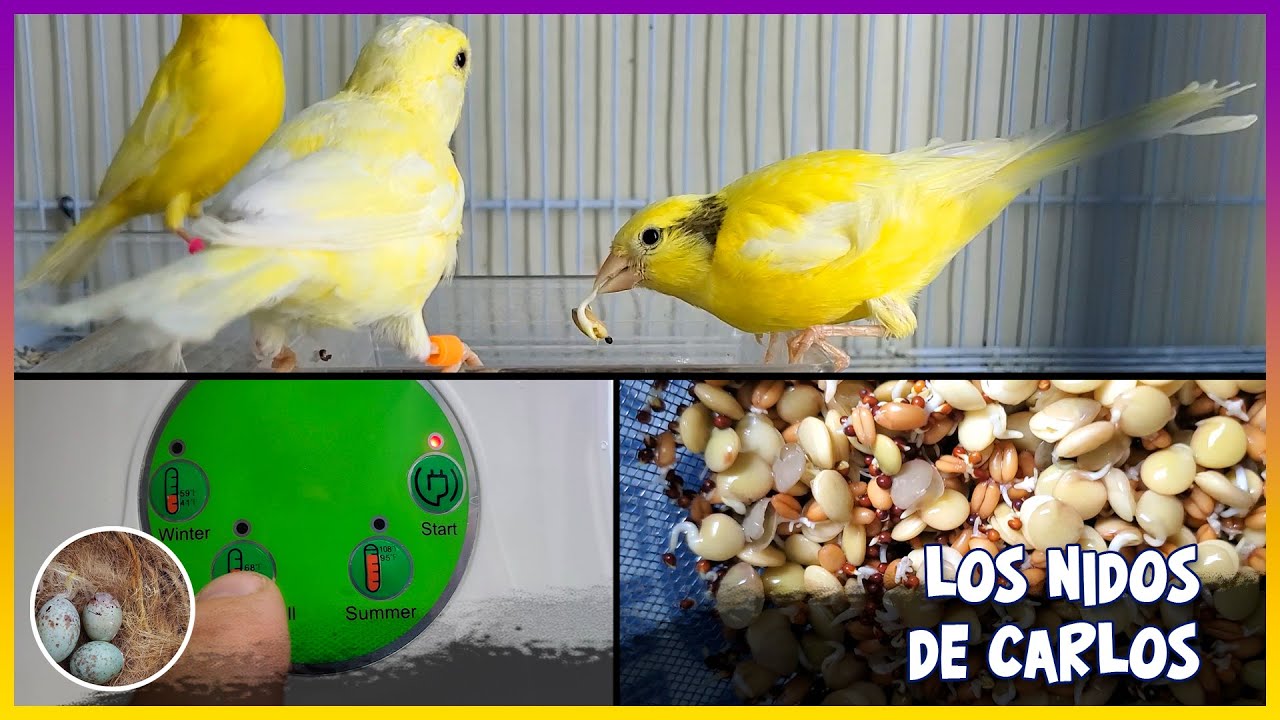 Germinado para canarios manual vs automático🦜