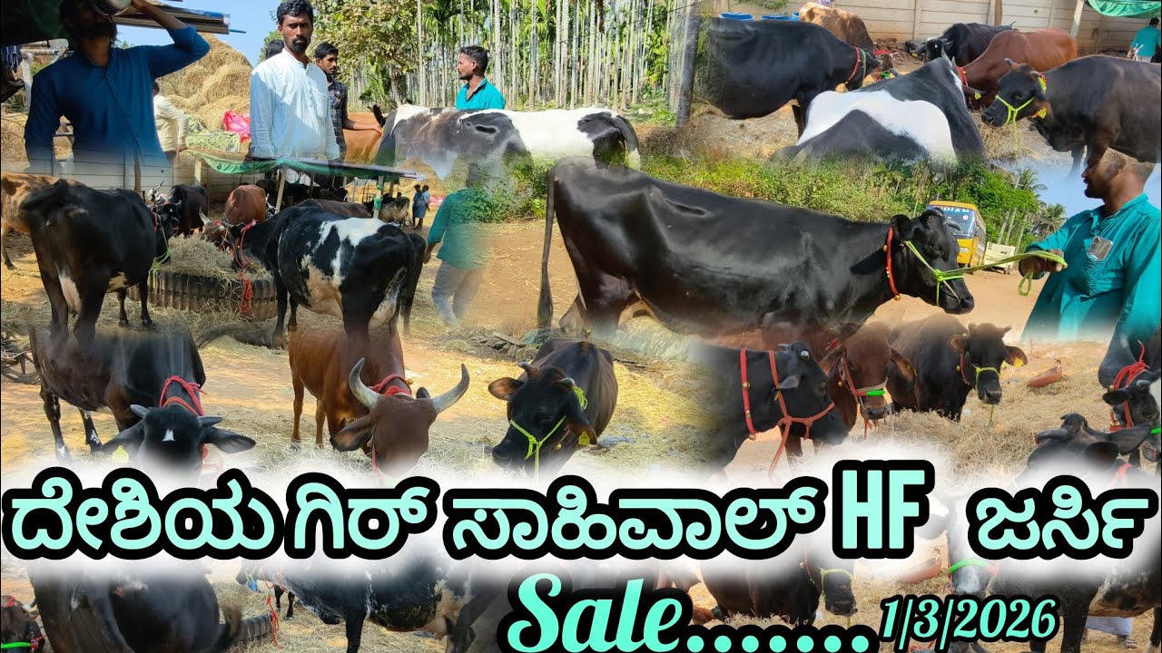 ಜರ್ಸಿ ಸಾಹಿವಾಲ್ HF ಗಿರ್ ಹಸುಗಳು 1ಮಾರ್ಚ್ ಮೊದಲ ವಾರದಲ್ಲಿ / Jersey Sahiwal HF big sale 