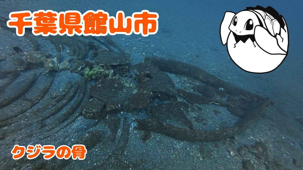 【水中動画】千葉館山_巨大な漁礁とクジラの骨ダイビング