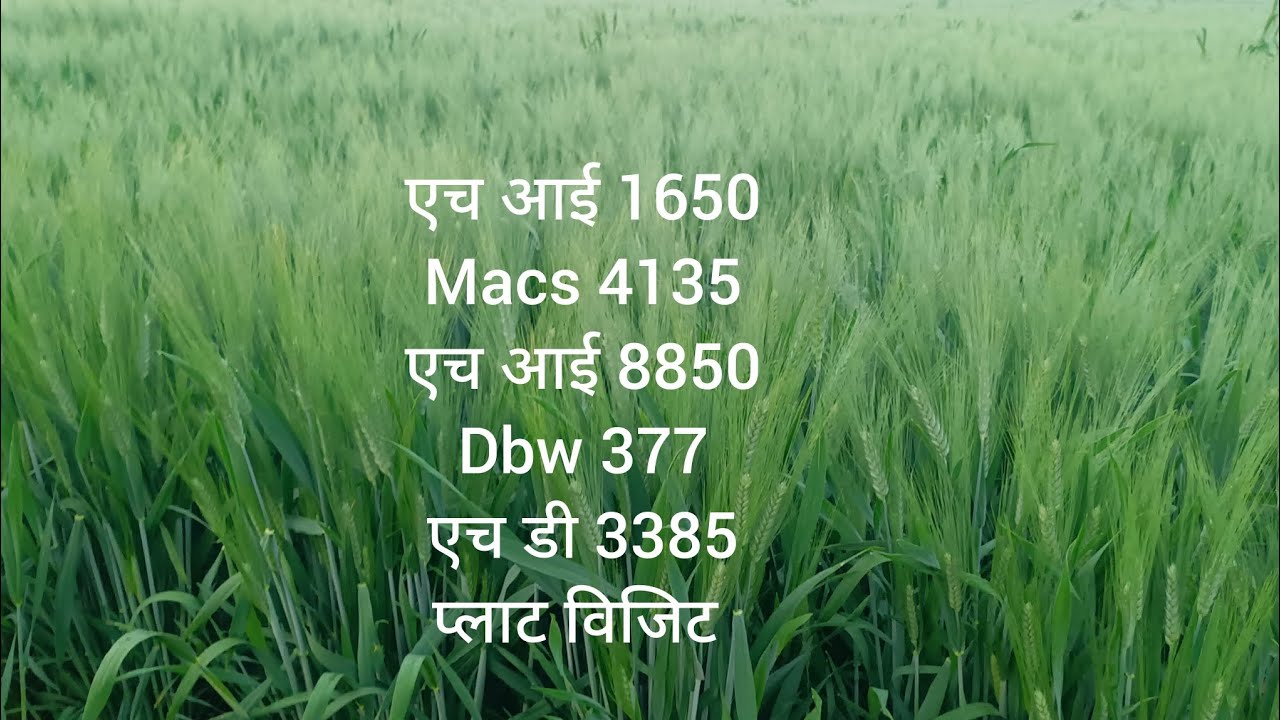 25 January 2026
