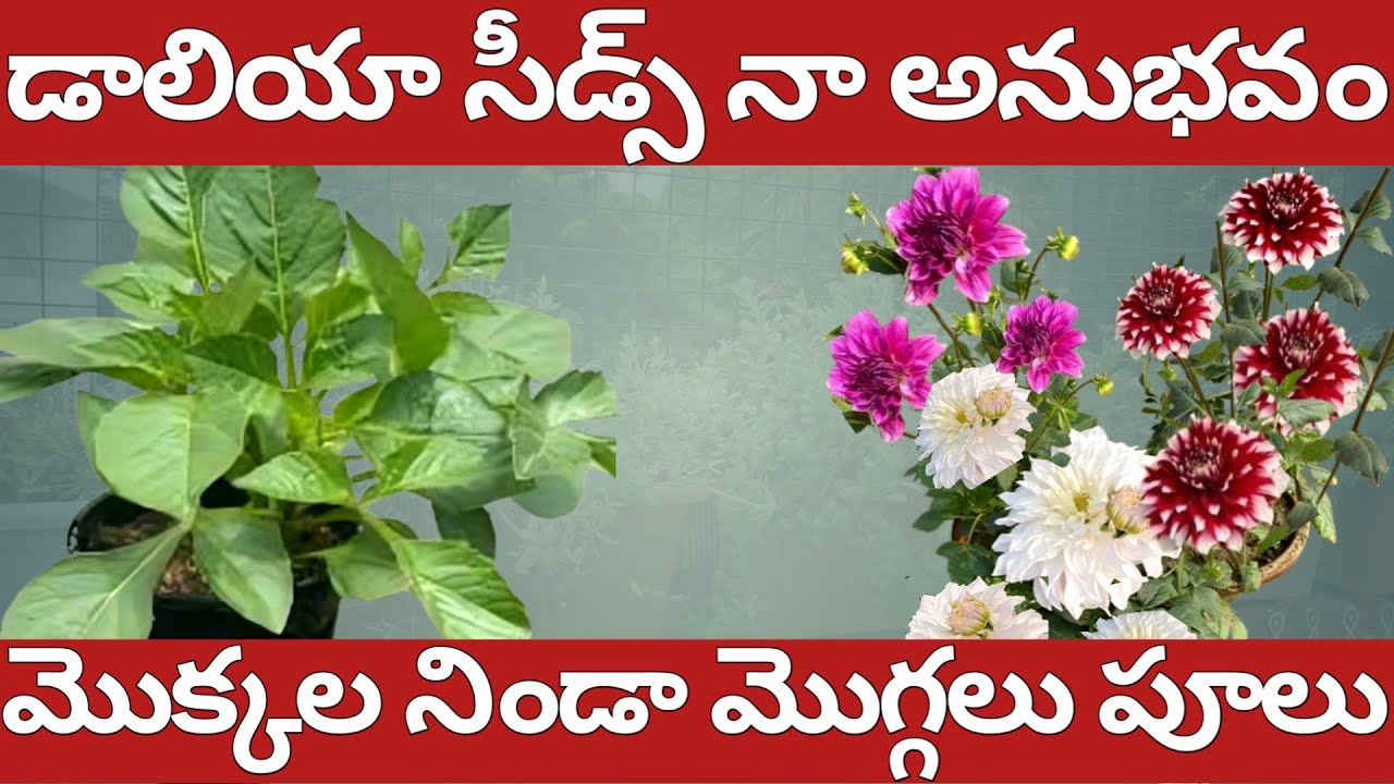 టెర్రస్ నిండా డాలియా పూల వర్షం// సీడ్స్ వేస్తే ఇలా జరుగుతుందని అసలు అనుకోలేదు//how to grow Dahlia