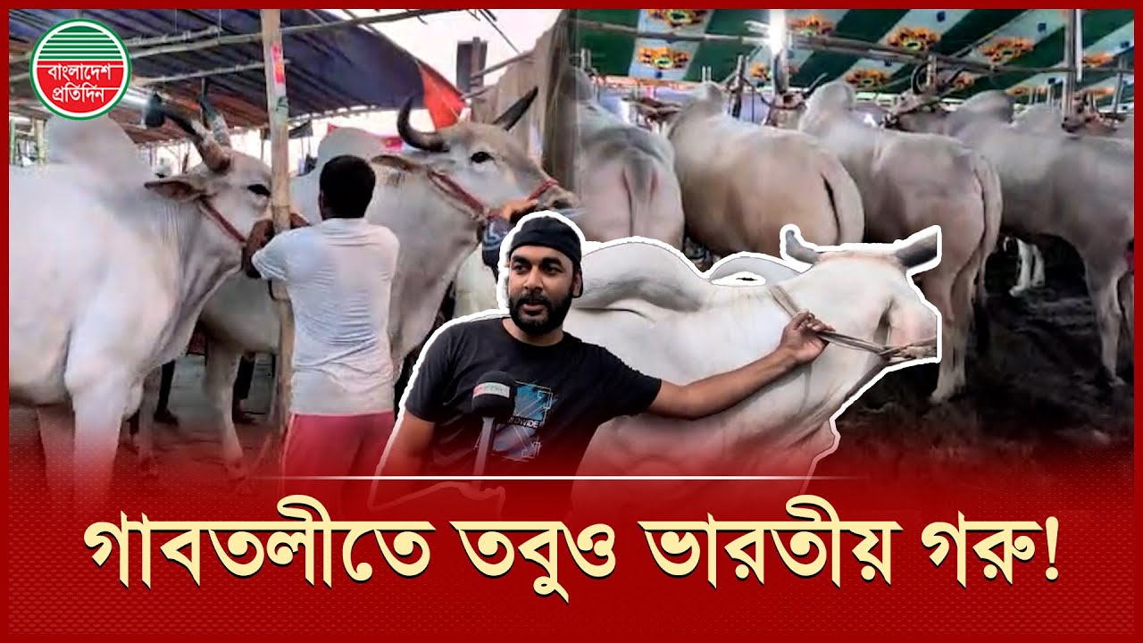 সীমান্তে কড়াকড়ি, গাবতলী হাটে কীভাবে এলো ভারতের গরু? | Indian Cow | Gabtoli Haat |Bangladesh Pratidin