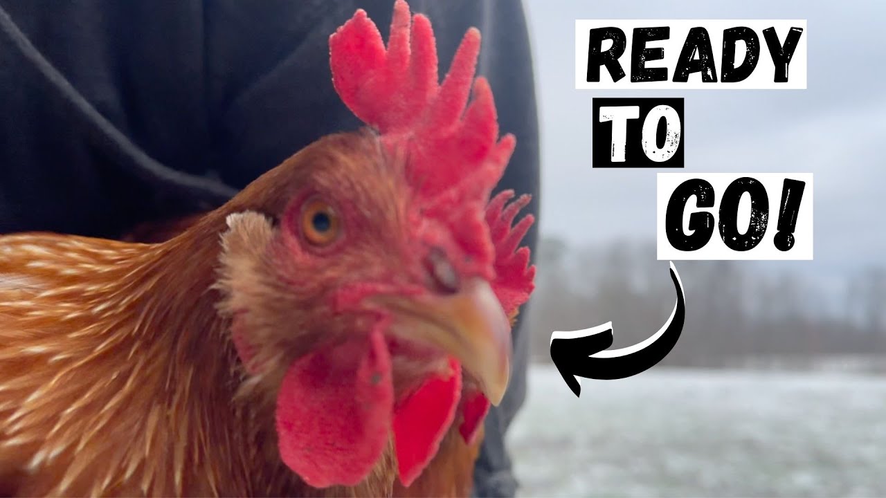 It's Time For The Chickens To Go!