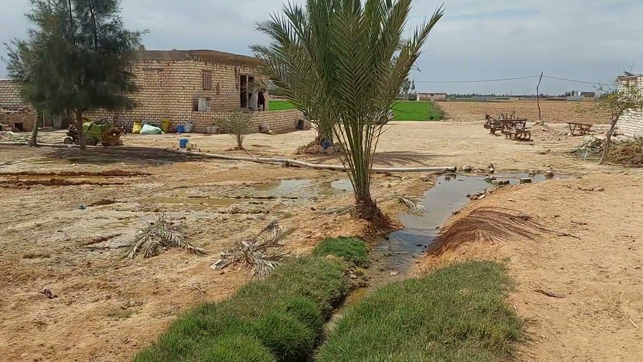 @ارض زراعية للبيع بنجر السكر برج العرب الاسكندرية